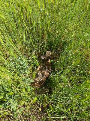 A fawn hidden in the high grass.