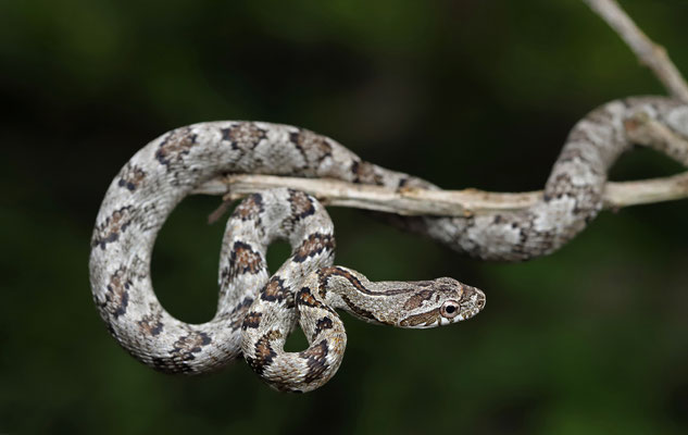 Puffing Snake (Phrynonax poecilonotus)