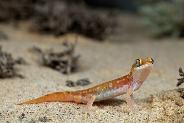 Austen's Dune Gecko (Pachydactylus austeni) male