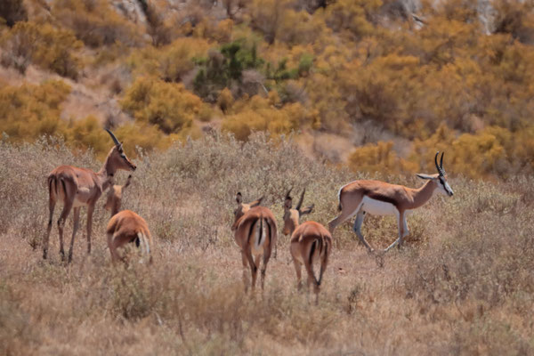 Springbok (Antidorcas marsupialis)