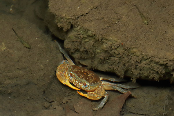 Freshwater Crab (Potamon rhodium) surrounded by Oriental Fire Salamander (Salamandra infraimmaculata) larvae.