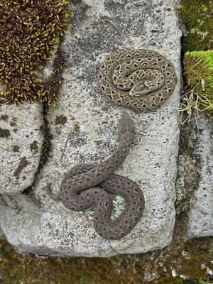 Kenya Montane Vipers (Montatheris hindii)