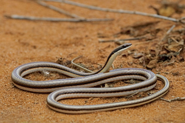 Beautiful Sand Snake (Psammophis pulcher)