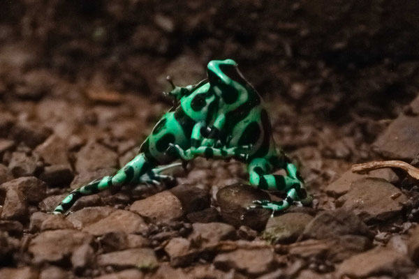 Green-and-Black Poison Dart Frog (Dendrobates auratus) males locked in combat.