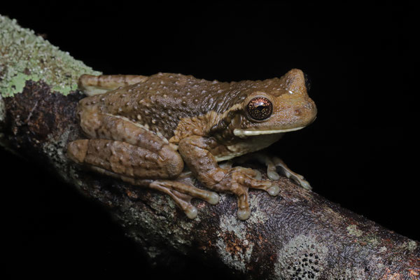Milk Frog (Trachycephalus typhonius) 