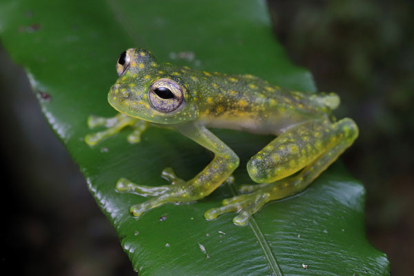 Cascade Glass Frog (Sachatamia albomaculata) 