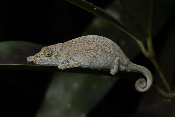 Mysterious chameleon belonging to the nasutum group.