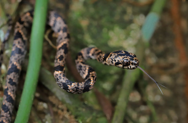 Cloudy Snail-eating Snake (Sibon nebulatus)