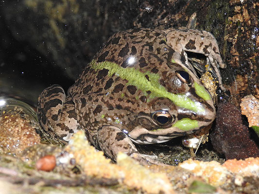Iberian Water Frog (Pelophylax perezi) © Conrado Requena Aznar