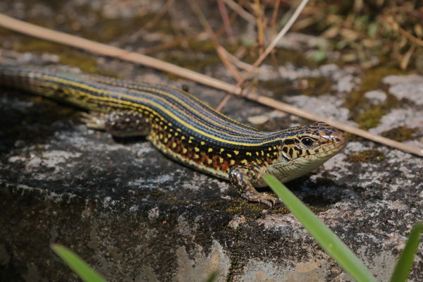 Ornate Girdled Lizards (Zonosaurus ornatus) were a common sight in the garden of our lodge.