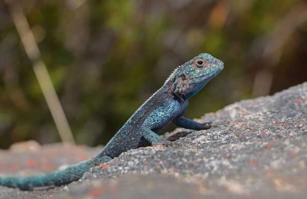 Southern Rock Agama (Agama atra)