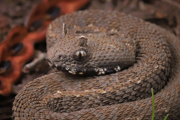 Kenya Horned Viper (Bitis worthingtoni) juvenile displaying the characteristic scaly flaps above the eyes.