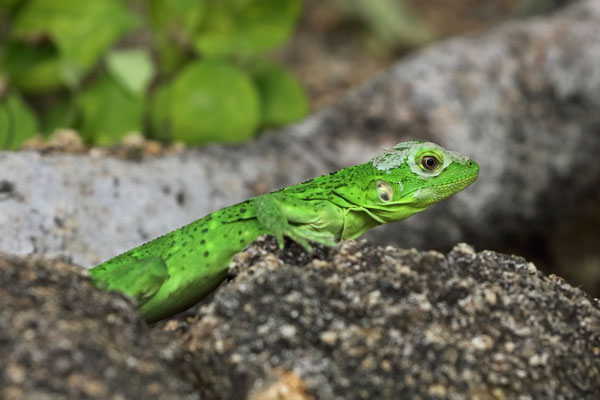 Green Iguana (Iguana iguana)