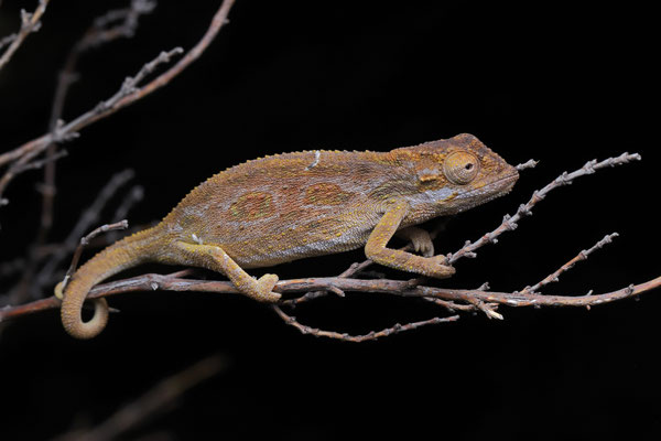Beardless Dwarf Chameleons (Bradypodion barbatulum )