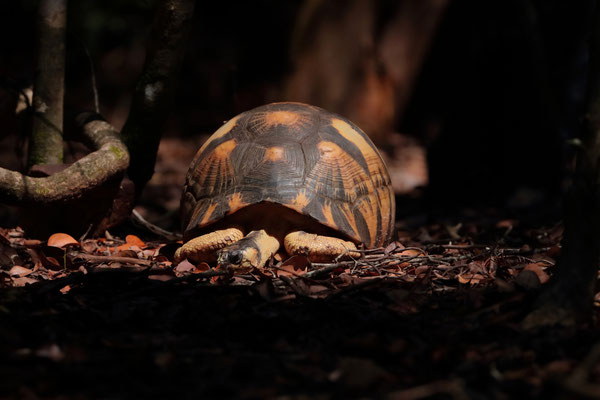Sleepy Radiated Tortoise (Astrochelys radiata) 