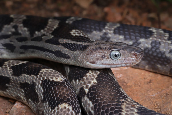 Large adult Yucatán Rat Snake (Pseudelaphe phaescens)