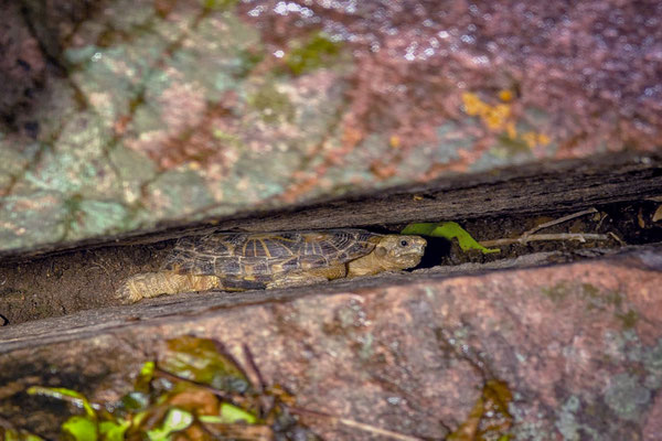 Pancake Tortoise (Malacochersus tornieri) in its comfortable crack. © Didrik Claesson