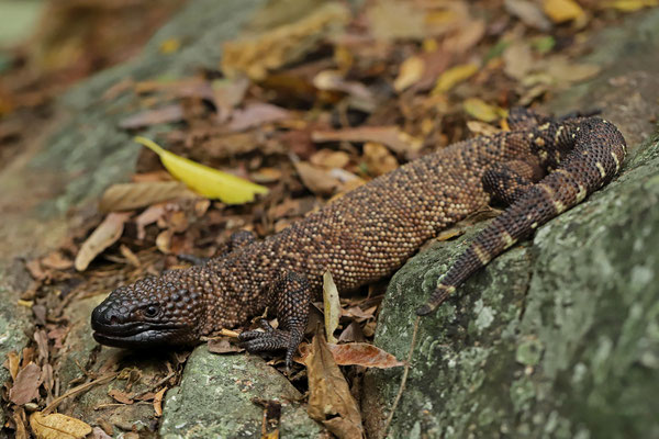 Mexican Beaded Lizard (Heloderma horridum)