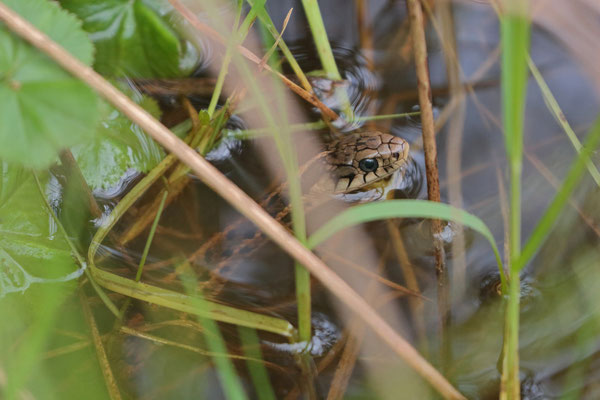 Highland Garter Snake (Thamnophis fulvus)