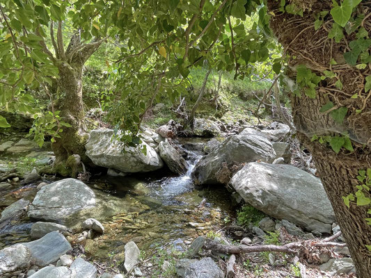 Old Plane (Platanus) Trees line the streams.
