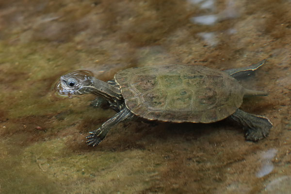 Balkan Terrapin (Mauremys rivulata) 