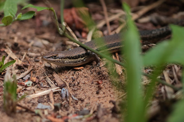 Eastern Coastal Skink (Trachylepis depressa)