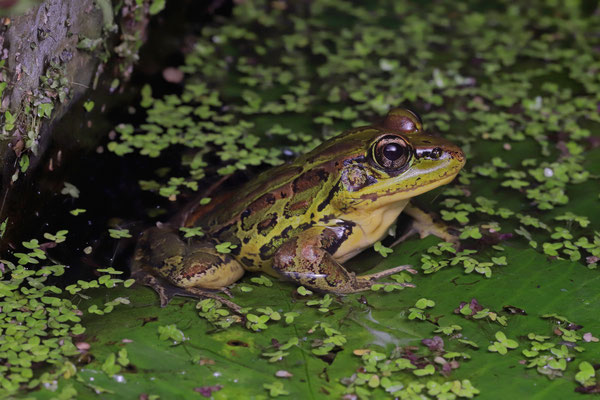 Montane Leopard Frog (Lithobates taylori)