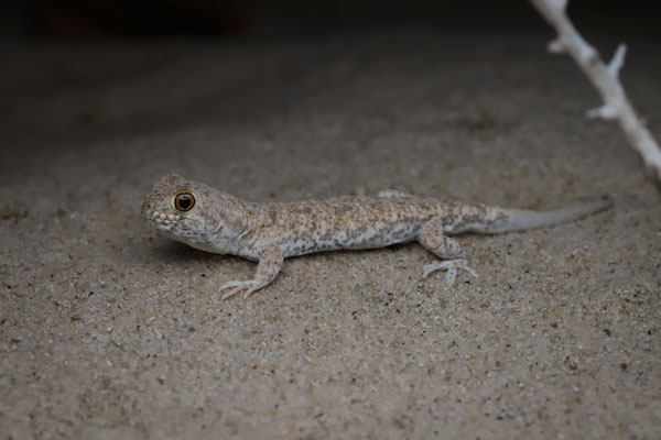 Diamond Coast Barking Gecko (Ptenopus adamanteus)