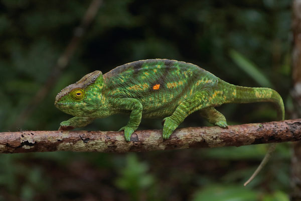 Parson's Chameleon (Calumma parsonii) "orange eye"