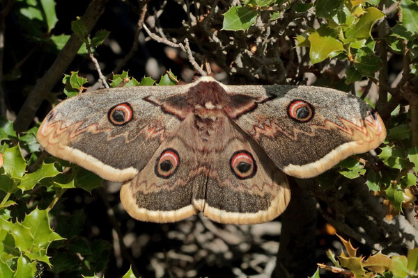 Giant Peacock Moth (Saturnia pyri)