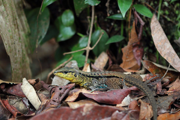 Middle American Ameiva (Holcosus festivus)