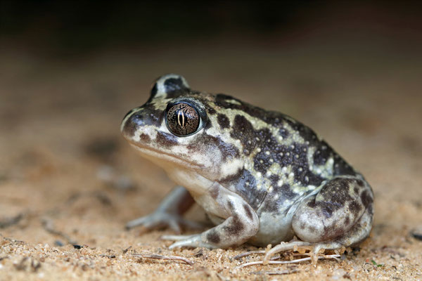 Small Western Spadefoot Toad (Pelobates cultripes)