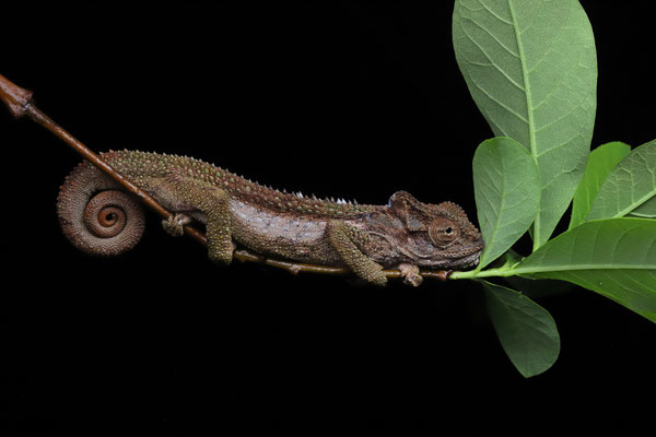 Transvaal Dwarf Chameleon (Bradypodion transvaalense)
