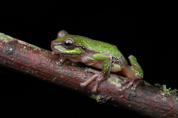 Hazel's Tree Frog (Sarcohyla hazelae)