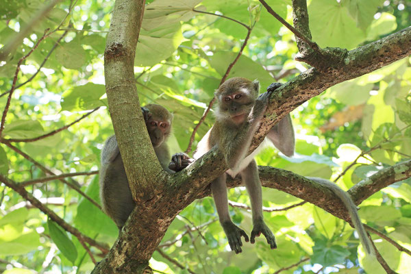 Long-tailed Macaques (Macaca fascicularis) 