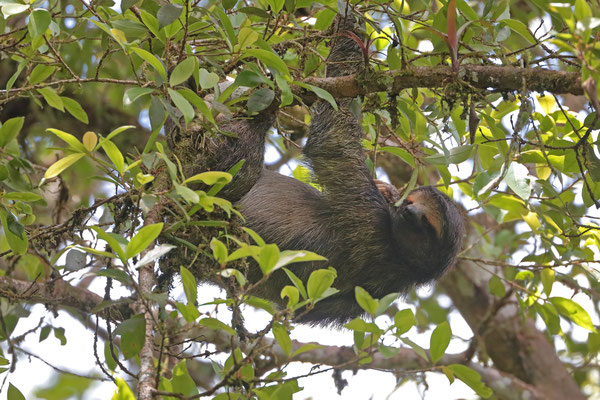 Brown-throated Sloth (Bradypus variegatus)