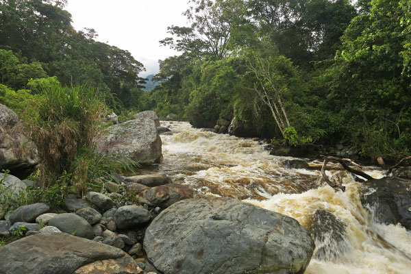 View on Mubuku River towards the Rwenzoris Mountains.