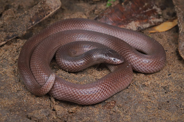 Bibron's Stiletto Snake (Atractaspis bibronii) 