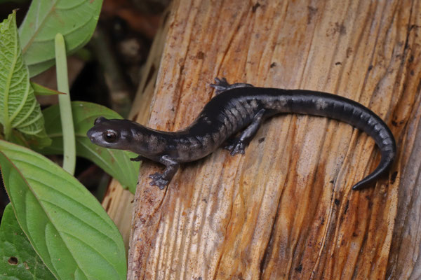 The other animal in the area named after Emil Macrinius: Oaxacan Mushroomtongue Salamander (Bolitoglossa macrinii)