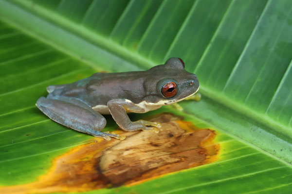 Schmidt's Mountain Brook Frog (Duellmanohyla schmidtorum)