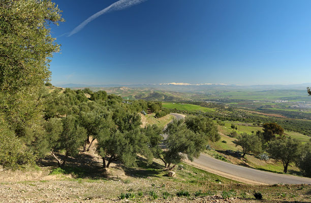 Habitat of several species north of Fez.