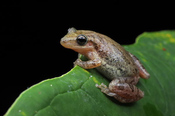 Stauffer's Long-nosed Treefrog (Scinax staufferi)