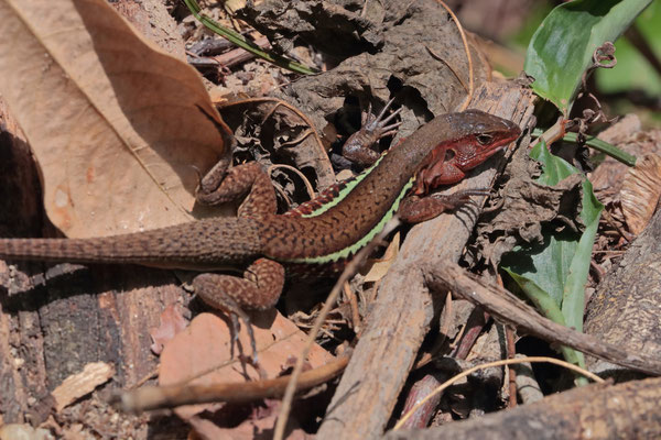 Beautiful male Rainbow Ameiva (Holcosus undulatus)