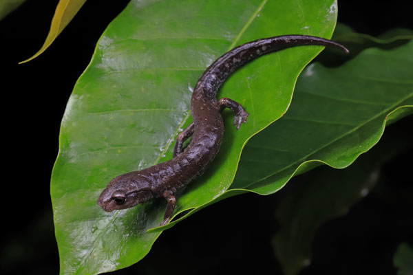 Coffee Grove Salamander (Aquiloeurycea cafetalera)