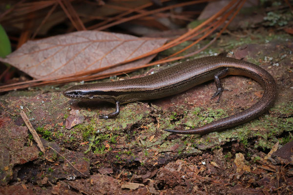 Montane Forest Skink (Scincella montana)