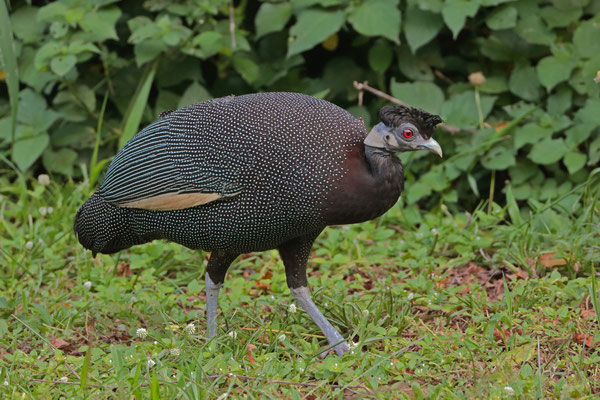 Southern Crested Guineafowl (Guttera edouardi)