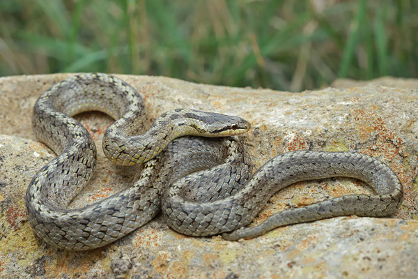 Smooth Snake (Coronella austriaca) 