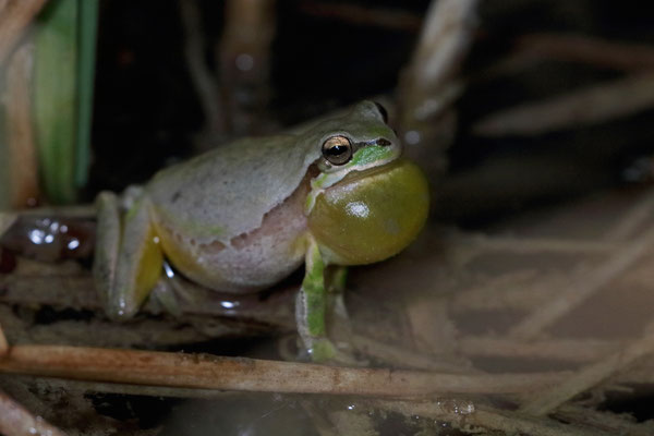 Lemon-yellow Tree Frog (Hyla savignyi) calling male.