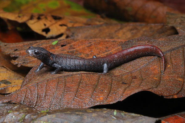 Paddletail Salamander (Bradytriton silus)