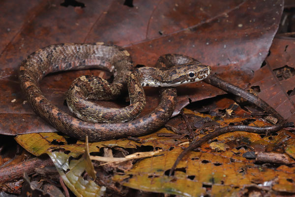 Bird-eating Snake (Phrynonax poecilonotus) 